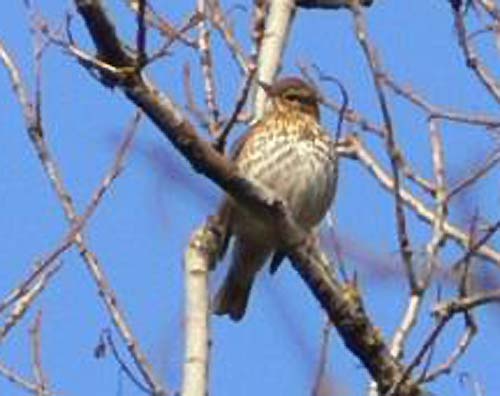 Tordo bottaccioTurdus philomelos